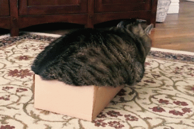 chonky.gif