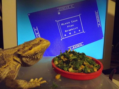 Central Bearded Dragon